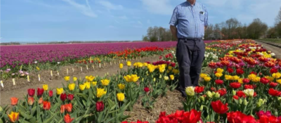Tulips varieties garden Henk van Drie