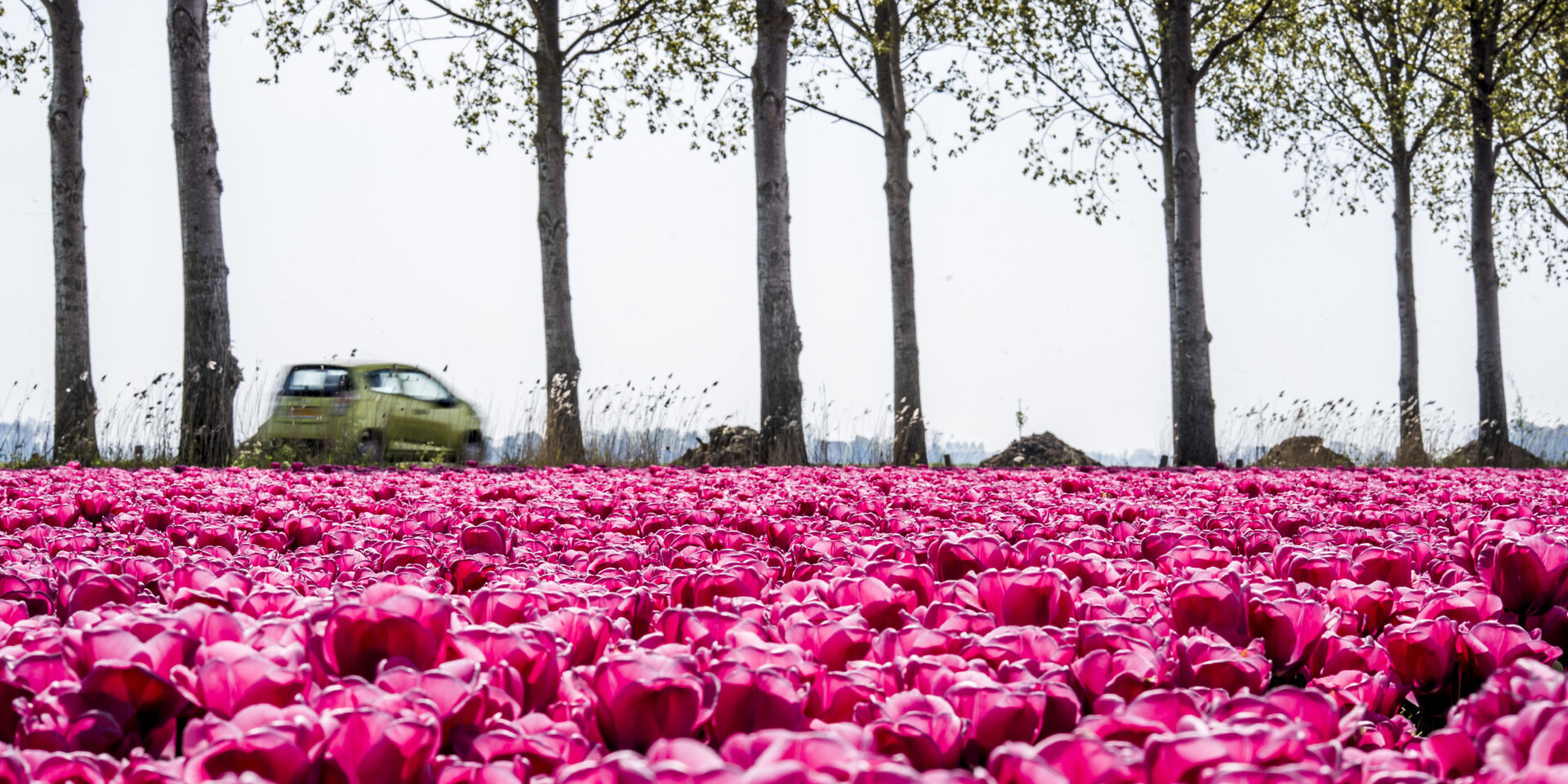 2019_Tulpenfestival_Highres-32 tulpenroute