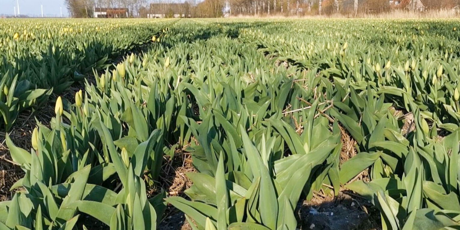 210416_tulpen_recht_2B817171C4D2EC0BC12586B9004E5A6C