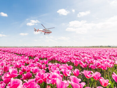 Helikopterflug über den Tulpen