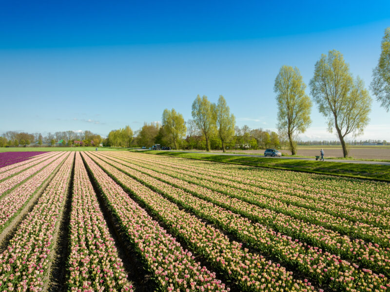 2023_Tulpenfestival_StEP_Web-Sjors_Evers-4