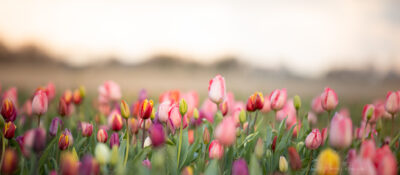 Tulpenpluktuin Marknesse