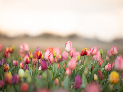 Tulpensammelgarten Marknesse